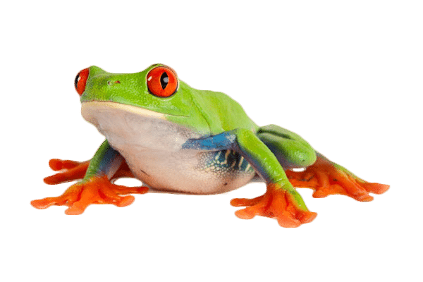 Visit an Anaheim reptile show.