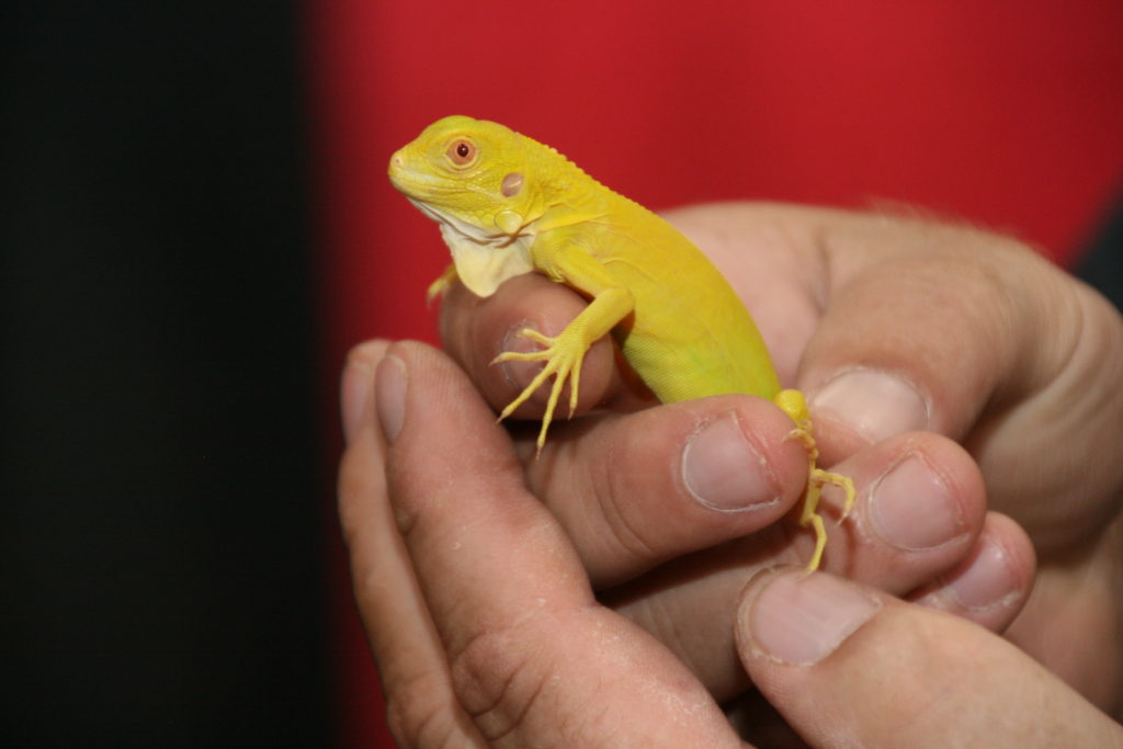 Chameleons for sale.