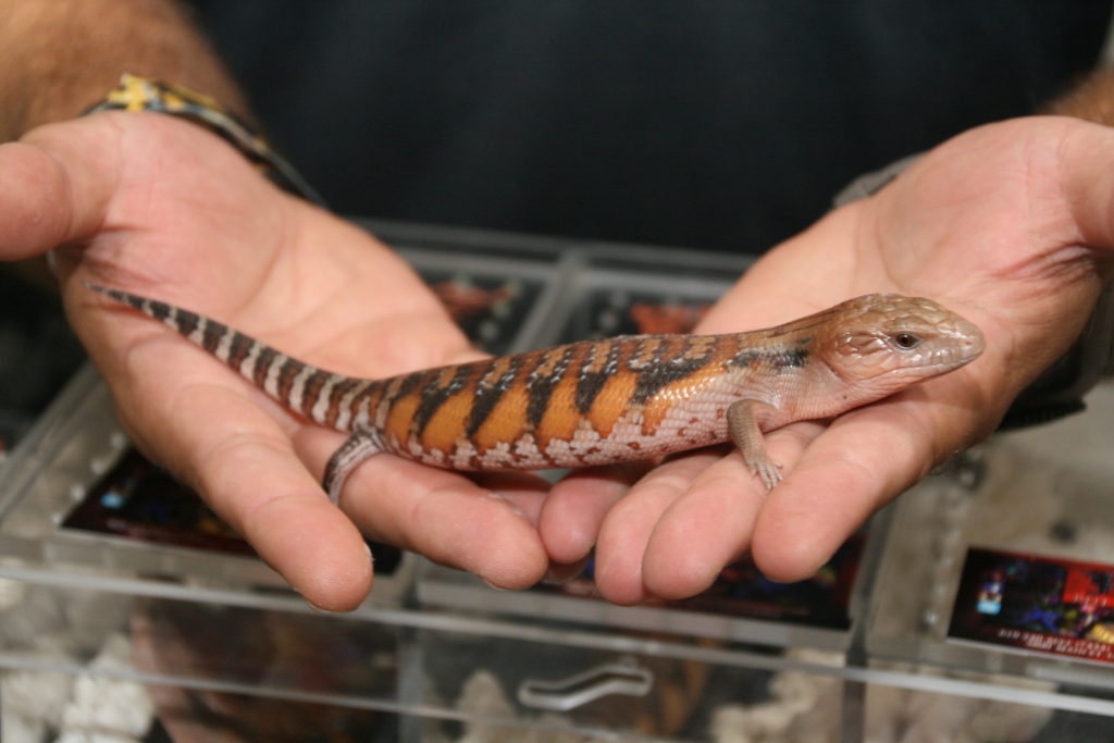 The best lizards for sale.