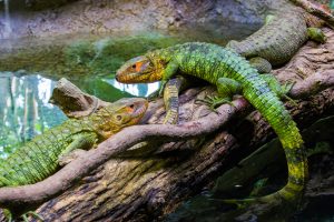 Caiman Lizard