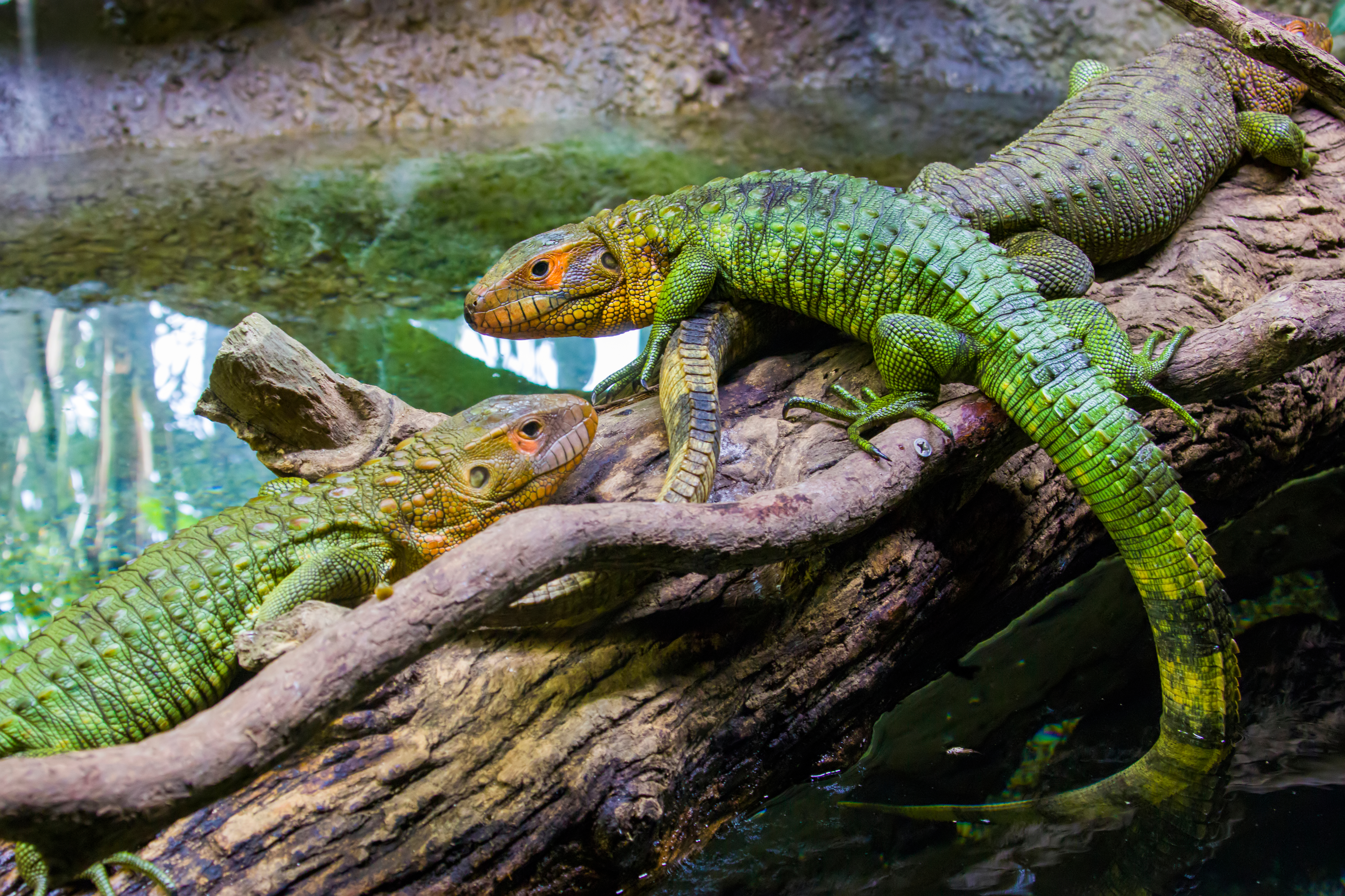 Caiman Lizard