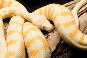 carpet python