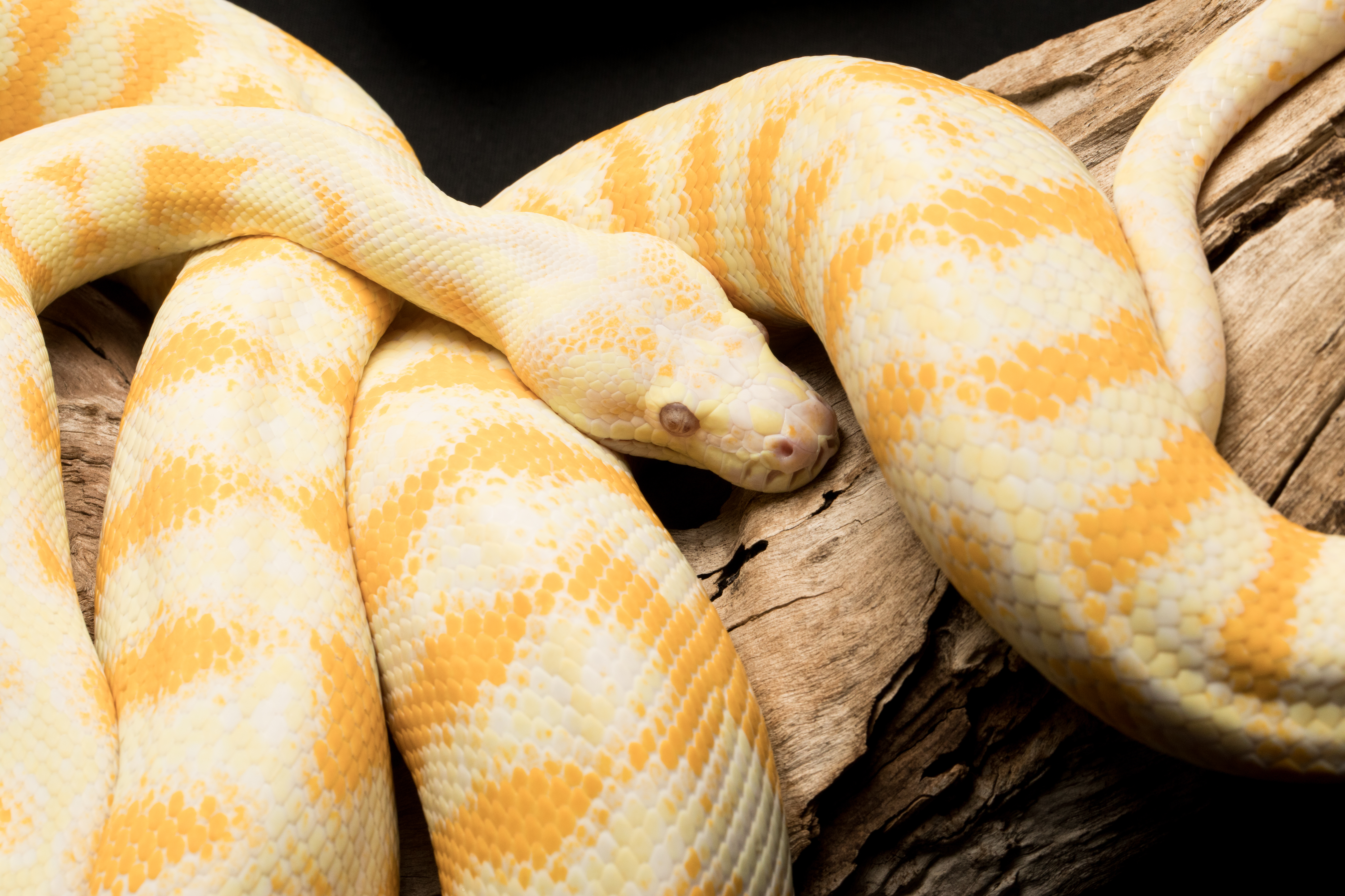 carpet python
